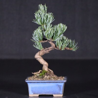 【鬼無植木盆栽センター】盆栽の郷・鬼無より　あなたに…!_五葉松K-(2)