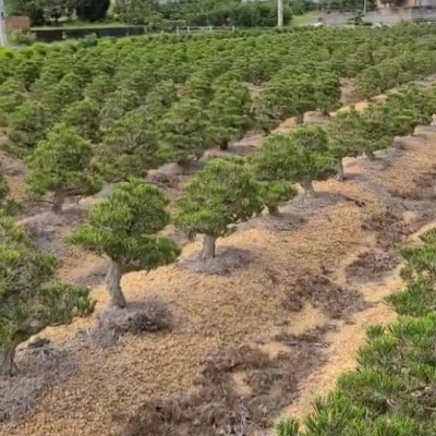 【鬼無植木盆栽センター】盆栽の郷・鬼無より　あなたに…!_五葉松K-(2)