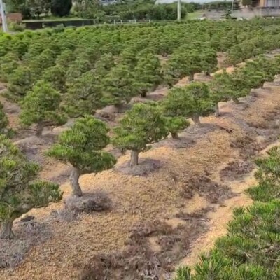 【鬼無植木盆栽センター】盆栽の郷・鬼無より　あなたに…!_五葉松K-(3)
