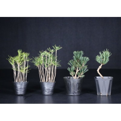 【鬼無植木盆栽センター】盆栽の郷・鬼無より　あなたに…!_各種苗木S-(2)