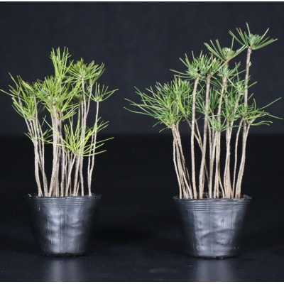 【鬼無植木盆栽センター】盆栽の郷・鬼無より　あなたに…!_各種苗木S-(2)