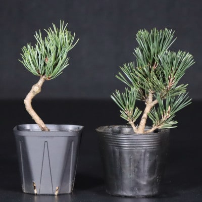 【鬼無植木盆栽センター】盆栽の郷・鬼無より　あなたに…!_各種苗木S-(2)