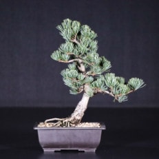【鬼無植木盆栽センター】盆栽の郷・鬼無より　あなたに…!_五葉松S-(3)