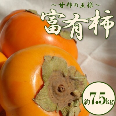 【2024年11月上旬より発送】甘柿の王様!富有柿　約7.5kg
