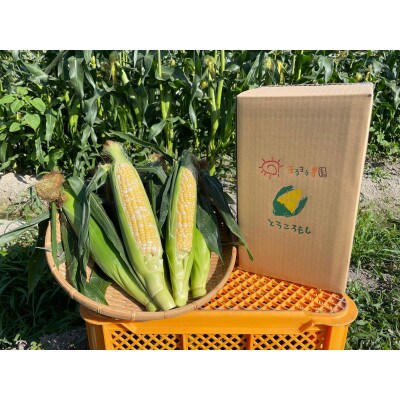 【先行予約】朝どれ!農家直送とうもろこし(約4kg8～10本) 生でも美味しいドルチェドリーム!