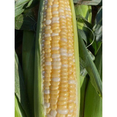 【先行予約】朝どれ!農家直送とうもろこし(約4kg8～10本) 生でも美味しいドルチェドリーム!