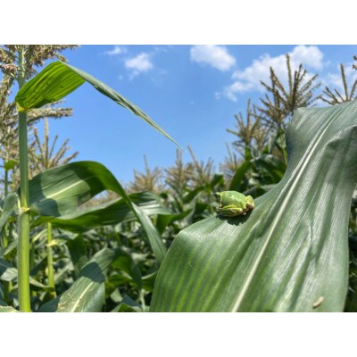 【先行予約】朝どれ!農家直送とうもろこし(約4kg8～10本) 生でも美味しいドルチェドリーム!