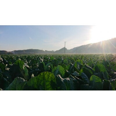 【農家直送】朝どれ新鮮ブロッコリー約1.5kg(5本前後)