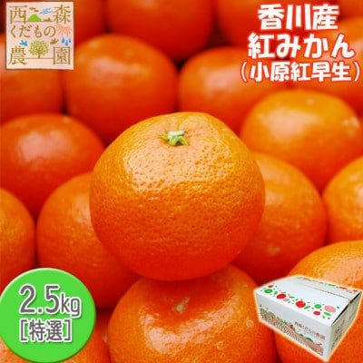 『2025年冬先行受付』香川オリジナル品種「紅みかん(小原紅早生)」2.5kg