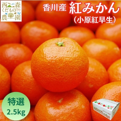 『2026年12月より発送』香川オリジナル品種「紅みかん(小原紅早生)」2.5kg[贈答用のし付き]