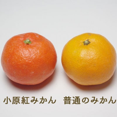 『2025年冬先行受付』香川オリジナル品種「紅みかん(小原紅早生)」4kg