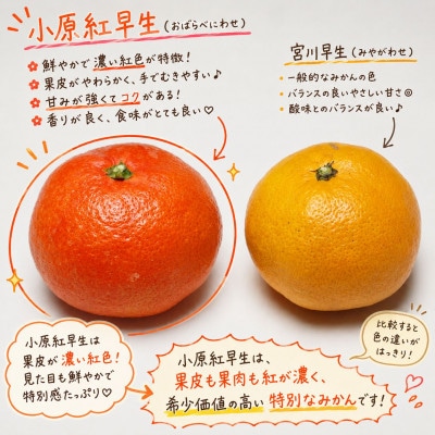 『2026年12月より順次発送』香川オリジナル品種「紅みかん(小原紅早生)」4kg
