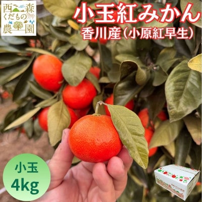 『2026年12月より順次発送』香川オリジナル品種「紅みかん(小原紅早生)」小玉4kg