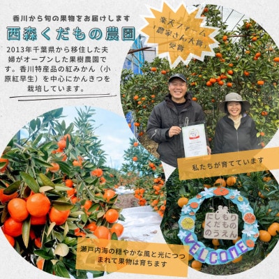 『2025年冬先行受付』香川オリジナル品種「紅みかん(小原紅早生)」大玉4kg