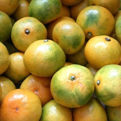 ゆら早生みかん　5kg以上