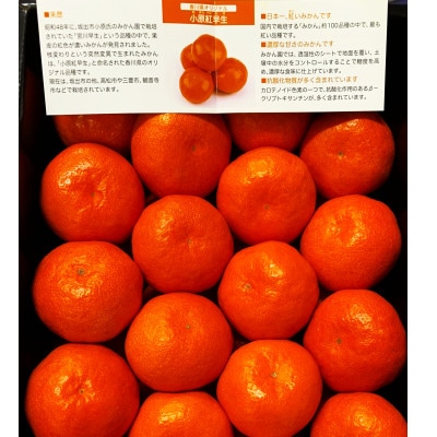 【2026年12月より順次発送】香川県オリジナル品種 小原紅早生みかん 約3kg