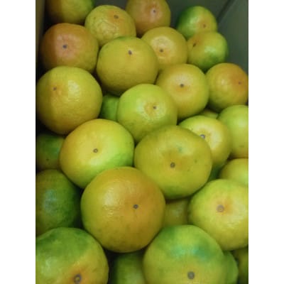 【高松市】ゆら早生みかん　約5kg×1箱(サイズSS～L)