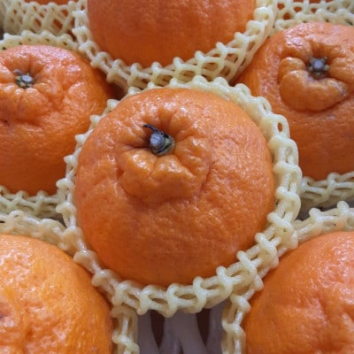 【造田商店】【先行予約】数量限定【5月以降順次出荷】夏季まで美味しさを保つ長期貯蔵「不知火」約2kg