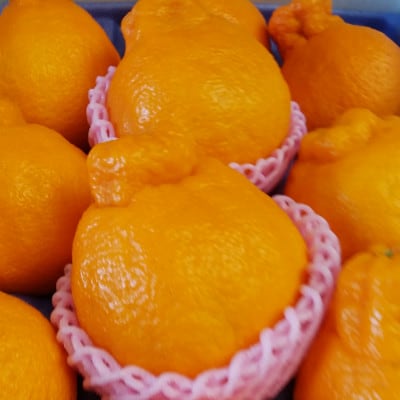 【造田商店】【先行予約】数量限定【5月以降順次出荷】夏季まで美味しさを保つ長期貯蔵「不知火」約3kg