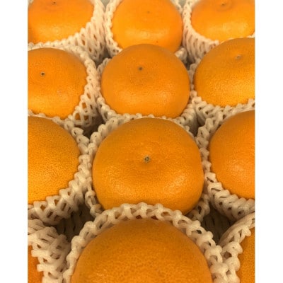【造田商店】濃厚な甘み とろけるような 食感の「せとか」 約3kg 1箱 9～12個