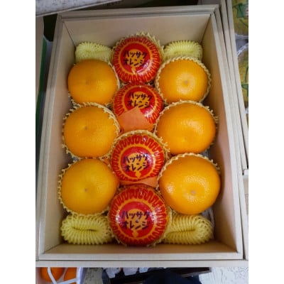 【造田商店】完熟ハッサク 約3.8kg