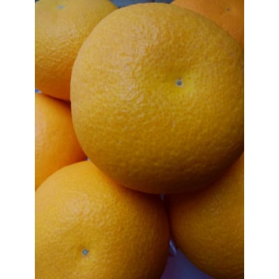 【造田商店】完熟ハッサク 約3.8kg