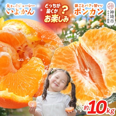 【2027年1月中旬より発送開始】伊予柑orポンカン 約10kg(H116157)