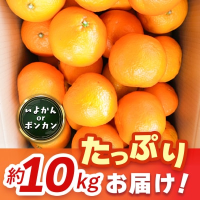 【2027年1月中旬より発送開始】伊予柑orポンカン 約10kg(H116157)
