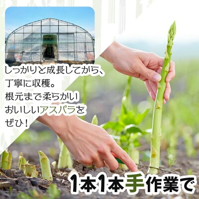 【令和8年産】北海道岩見沢産　夏グリーンアスパラ　L～2Lサイズ 1kg