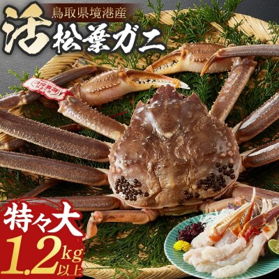 <11月中旬～3月中旬発送予定><期間限定>活松葉ガニ 特々大 1.2kg以上