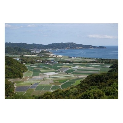 フルーツ玉ねぎ5kg　淡路島フルーツ玉ねぎ5kg
