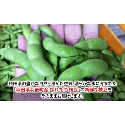 【先行受付】秋田県 羽後町産 枝豆 500g(250g×2)[No.5325-0362]