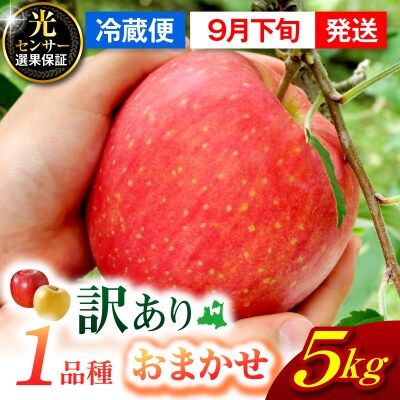 【2026年9月下旬発送】  【訳あり】  旬の美味しい りんご 約5kg 青森産 【おまかせ1品種