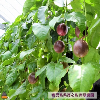 《今が旬!》【訳あり】南原(はいばる)農園さんの家庭用パッションフルーツ(約3kg)