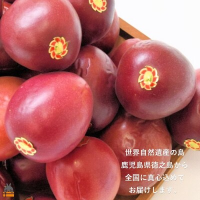 《今が旬!》【訳あり】南原(はいばる)農園さんの家庭用パッションフルーツ(約3kg)