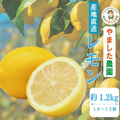 【2026年10月順次発送】 レモン 1.2kg (10~12個)