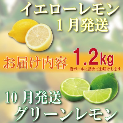 【2026年10月順次発送】 レモン 1.2kg (10~12個)
