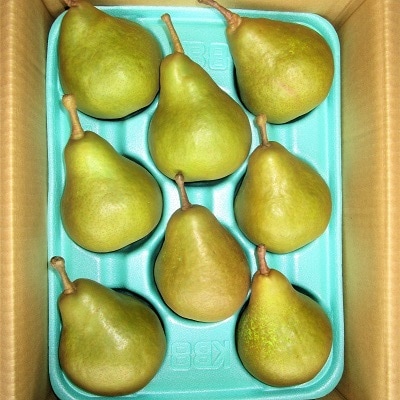 西洋梨(オーロラ)3kg　特秀品　0025-2607