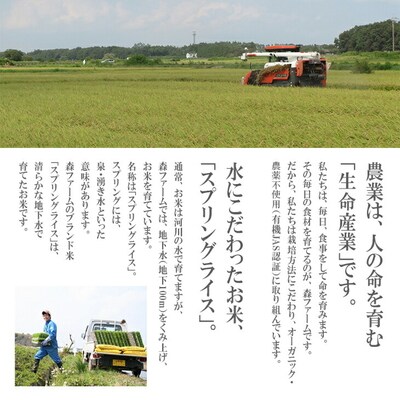 スプリングライス こしひかり (玄米)2kg | 米 こめ コメ 2キロ 玄米 _BI65