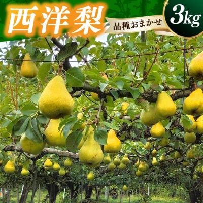 西洋梨(品種おまかせ)3kg　0030-2625