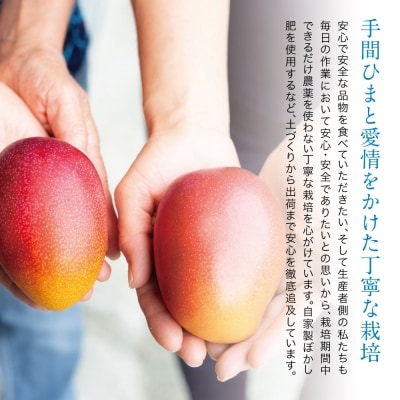 【7月中旬出荷開始】鹿児島県産 完熟アップルマンゴー 約1kg(2～3玉) フルーツ 果物 贈り物