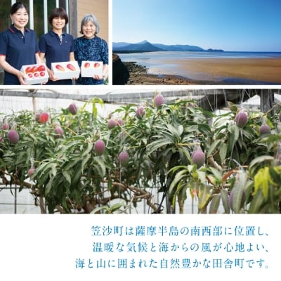 【7月中旬出荷開始】鹿児島県産 完熟アップルマンゴー 約1kg(2～3玉) フルーツ 果物 贈り物