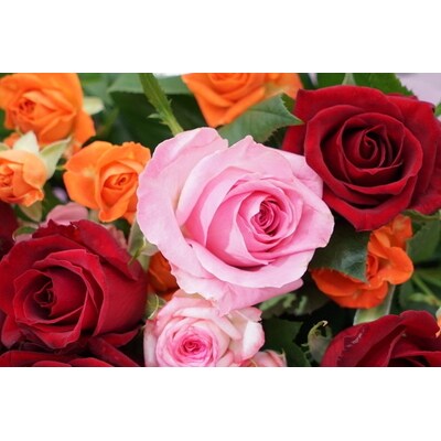 生産農家直送!大輪のバラ花束 25本セット _AL05