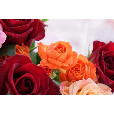 生産農家直送!大輪のバラ花束 25本セット _AL05