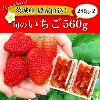 摘みたて!旬のいちご560g(280g×2) ※2026年3月～発送 | いちご 苺 _BI10