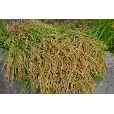 越知町産自然いっぱいで育った【早生米】 20kg 