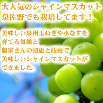【数量限定】シャインマスカット 約1kg(2房)泉佐野産 099H163