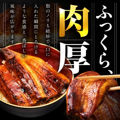【規格外】うなぎ 暴れ盛り 250g(2カット) お試し かば焼き 簡単調理 訳あり G3973