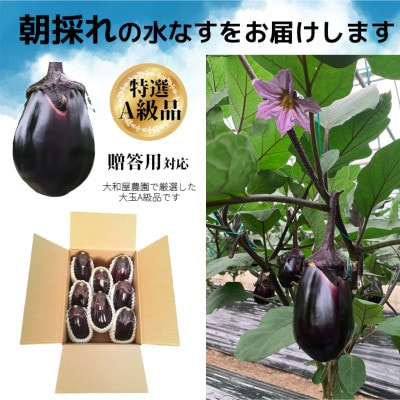 【先行受付】野菜ソムリエサミット金賞 大和屋さんの大阪泉州特産 水なす 010B1373
