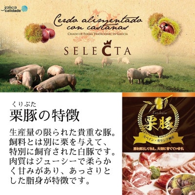 栗豚ステーキ4.2kg【オリジナルスパイス仕込み 1パック2枚入300g×14P】 099H3140